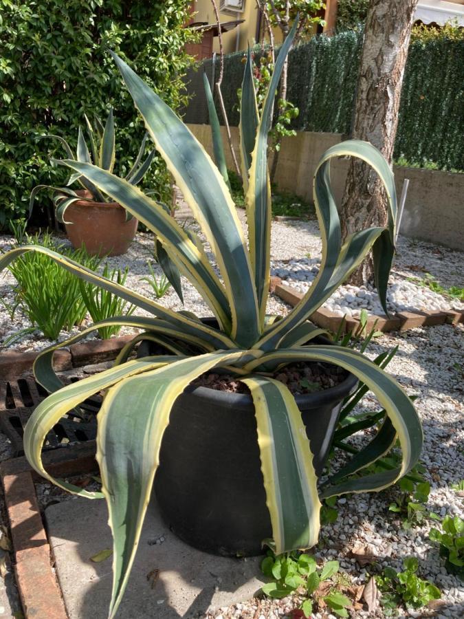 Tencarola B & B מראה חיצוני תמונה